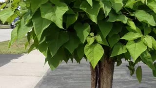 Live tree