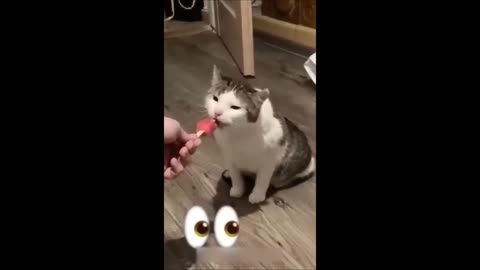 Funny cat eating