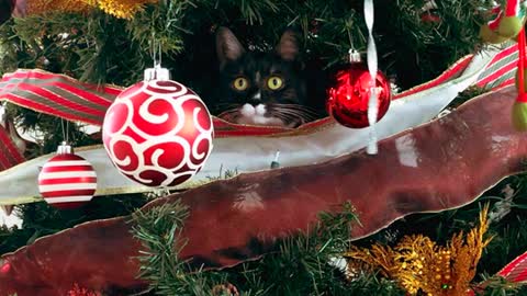 The cat plays on the balls of the Christmas tree