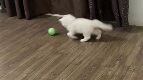 Cat play