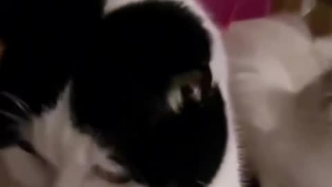 CAT MEMES WITH DIFFERENT SOUND