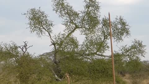 Elephant Knocking Down a Tree