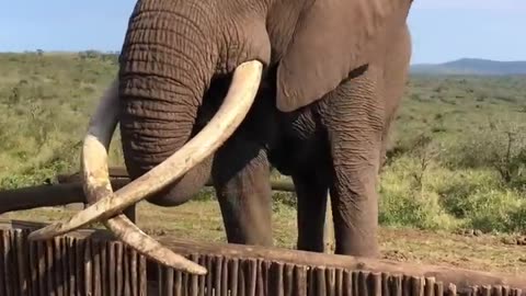 Elephant drinks gallons of Water in a second.