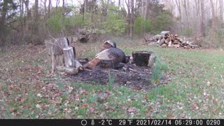 Trail Cam Turkeys