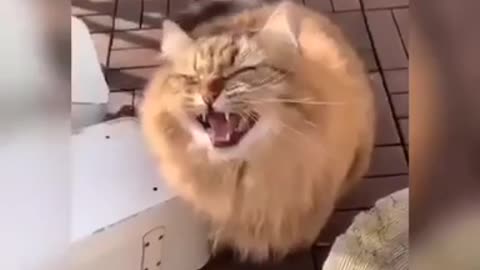 Funny Cats