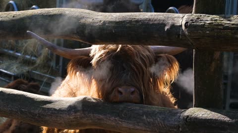 Yak Breathing Steam from Mouth