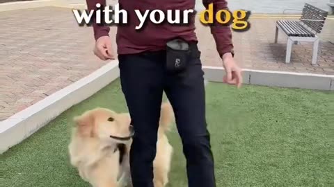 Super dog's trenig videos