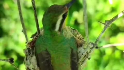 O beija-flor e seu ninho💚 Natureza bela!