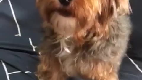 Beautiful Puppy Singing Along