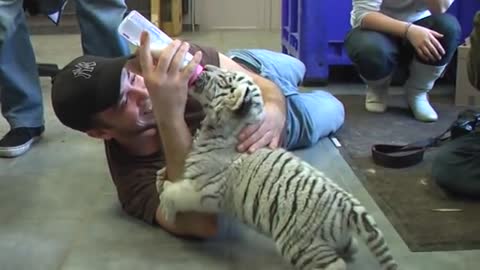 Baby tiger