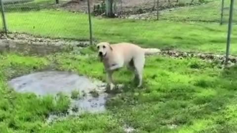 Dog is tap dancing on the puddle and having a lot of fun