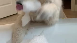 Bubble Bath Puppy