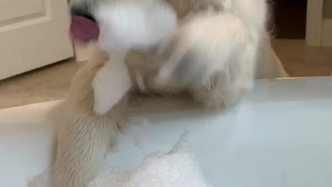 Bubble Bath Puppy