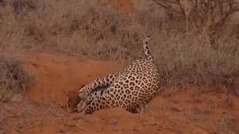 Leopard meets untimely death.
