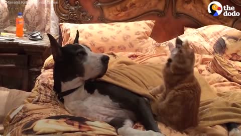 Dogs Are Not Impressed With Their New Cat Brother
