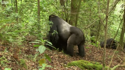 Gorillas 🦍 mating