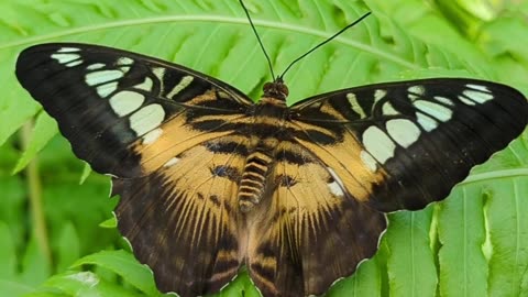 Clipper, Parthenos sylvia