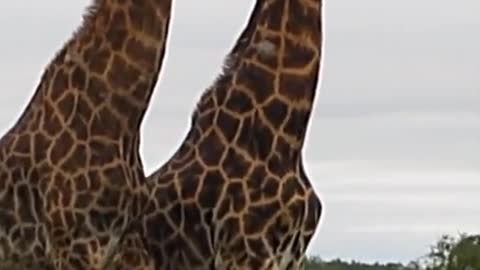 Wait for it... 😂 Share if you think these giraffes nailed the dance!