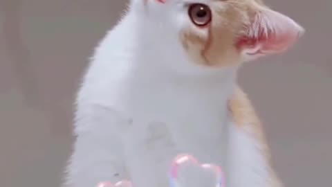 very funny videos animals 2023 😂😂😂 - cats and hamtaro-memes