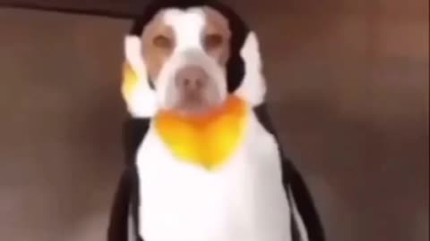 "Dogs vs. Penguins: A Hilarious Encounter in Penguin Suits"