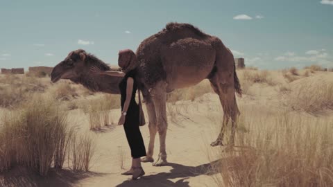 Camele desert