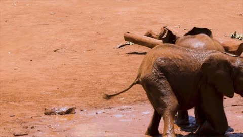Elephants wrestling in the mud