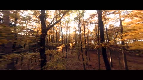 Breath in the Fall _ Cinematic FPV