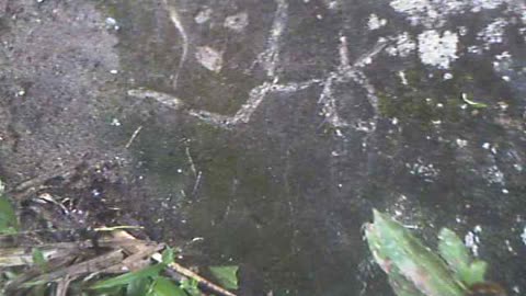 LARGE PETROGLYPH BY MY PROPERTY (uncleaned)