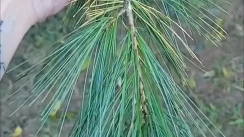 THE EASTERN WHITE PINE SCIENTIFICALLY KNOWN AS PINUS STROBUS HAS GAINED ATTENTION FOR ITS POTENTIAL THERAPEUTIC PROPERTIES