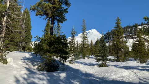 The Forest & Mount Hood Peak – White River – Oregon – 4K