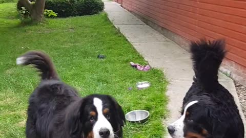 Two Bernese Mountain Dogs play fetch
