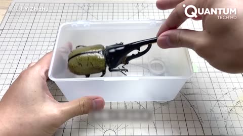 Man Turns DEAD Insects Into Mind Blowing ROBOTS | Cyborg Beetle & Lobster