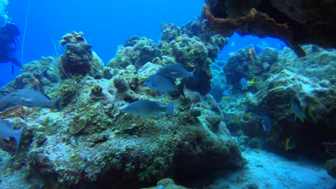 Cozumel SCUBA Diving Paraiso Reef Tunnel Swimthrough