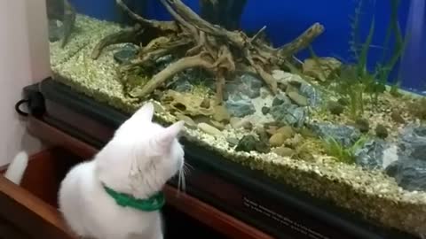 Lovable cats for aquarium keepers