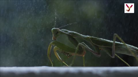 See Praying Mantis rotate head 280 degree. 10 interesting facts