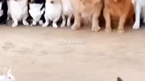 Funny Video Aminals