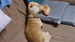 Daschund can't sleep without her stuffed seahorse beside her