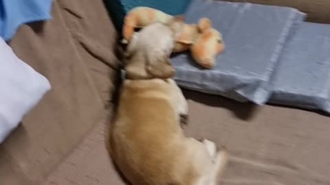 Daschund can't sleep without her stuffed seahorse beside her