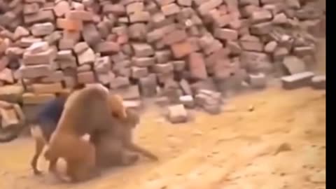 Chicken monkey donkey buffalo comedy video and funny video