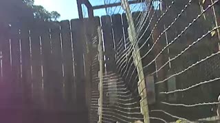 Chicken flys over fence, almost.