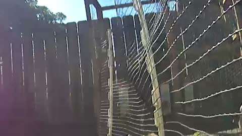 Chicken flys over fence, almost.