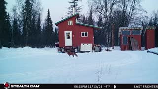 Bull moose, fox, and chores