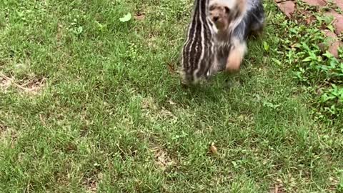 Ziggy the Baby Emu Plays with Paris the Yorkshire Terrier