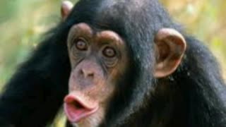 Chimpanzees