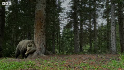 Bears Dancing in the Forest | Planet Earth II | Bear Dancing on Tree