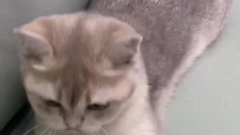 Adorable Cat Plays with Ball - Guaranteed to Make You Smile