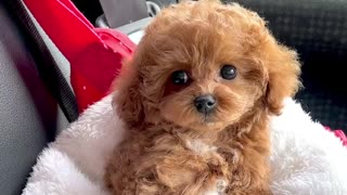 Cute Dog