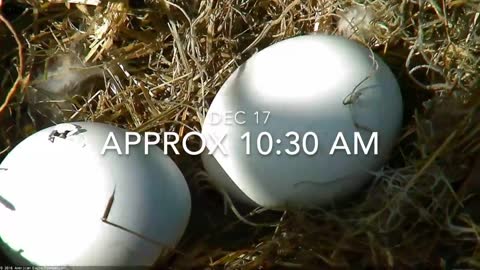 Bald Eagles Romeo & Juliet Welcome Peace to the Nest- Watch the Eaglet Hatch!