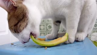 | cat eat watermelon