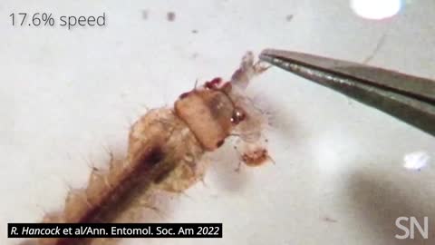 Watch young mosquitoes eat one another